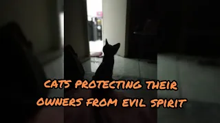 CATS PROTECT YOU AND YOUR HOME FROM EVIL SPIRITS