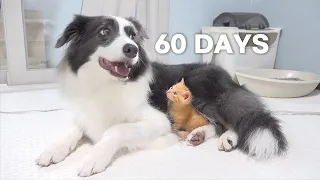 Rescued 0.3-Pound Kitten Grows Up Believing He’s a Big Dog | Day 1 to 60