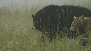 Bear Viewing in Whistler, British Columbia