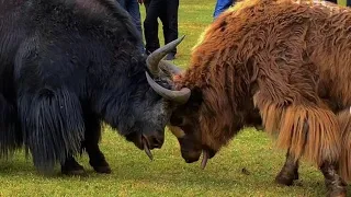 Two Yaks Fight In The Field. Amazing 😍😁🙄😳😱
