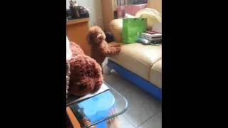 a poodle scared over a toy poodle