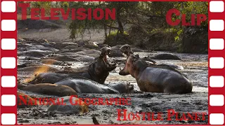 Exclusive TV Clip Hippo Fight from National Geographic HOSTILE PLANET