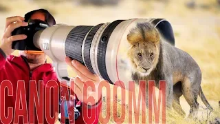 Canon 600mm f/4 IS: BEST Lens for WILDLIFE Photography?