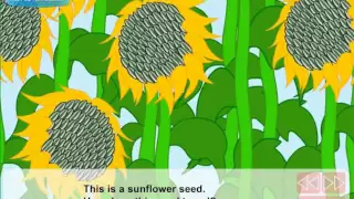 How do seeds travel (Video Lesson)