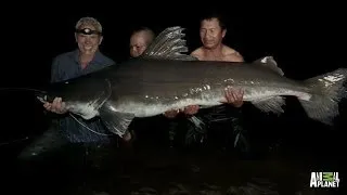 Man-Eating Monster - How to Catch a Piraiba | River Monsters