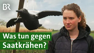 Krähen auf dem Acker: Für Landwirte ein aussichtsloser Kampf? | Mais Aussaat | Unser Land | BR