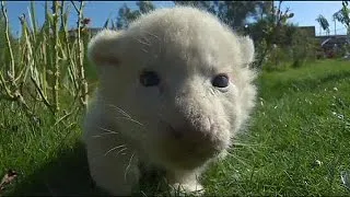 White lion cubs make first public appearance in Crimea zoo