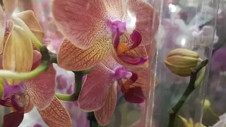 ОБИ.обзор орхидей.//06.08.23//