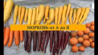 МОРКОВЬ от А до Я. Дачные сезоны с Мариной Рыкалиной 28.11.18.