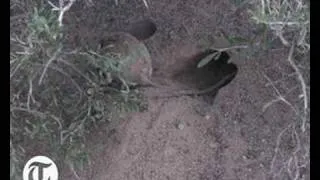 The long-eared jerboa