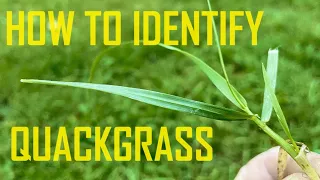 How to Identify and kill perennial Quackgrass : Crabgrass vs. Quackgrass vs. Nutsedge