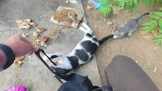 While The Mother Cat Attacked My Bag The Kitten Attacked Her Mother  To Protect Me