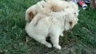 Viscious Dog fighting