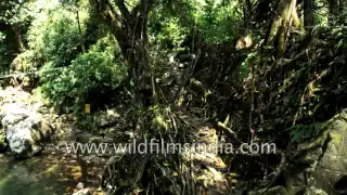 Double decker living root bridge in Nongriat village of Meghalaya