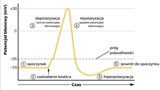 PRZEWODZENIE IMPULSU-polaryzacja,hiperpolaryzacja,depolaryzacja,potencjał spoczynkowy i czynnościowy