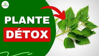 L'ortie : Une des meilleures Plantes Sauvages