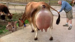 Эта Супер Корова Даёт 150 Литров Молока в День
