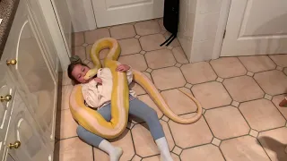 16ft Reticulated Python telling jokes