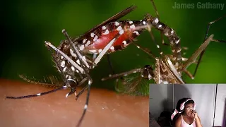 Facts About Mosquitos -Zefrank1 Reaction*