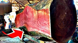 IDR 1 Billion Redwood Log Split in Two: Amazing View of Wood Grain Close-up!