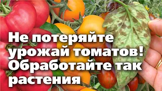 ОПАСНАЯ БОЛЕЗНЬ НА ПОМИДОРАХ. Меры борьбы против бурой пятнистости