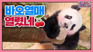 (SUB) Pandas Climbing Trees With The Cutest Faces In The World🐼│Panda World