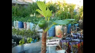 Привитые саженцы инжира. Сезон 2017 (Grafted fig seedlings. Season 2017)