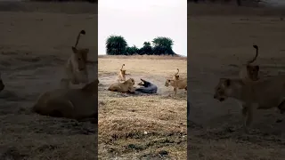 lions attack on crocodile  #animals #wildlife #viral