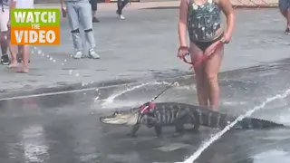 Emotional support alligator taken for a walk through park by young girl