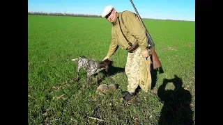 Охота на зайца. Два плюс два. Hunting for hares