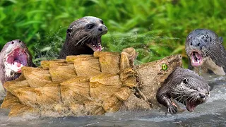 This Is How Giant Otter Family Destroys The Snapping Turtle When Their Baby Is Attacked