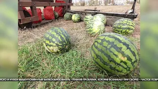 Молодой ученый из ВолГАУ изобрел комбайн для сборки бахчевых культур