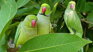 Cute Parrot Sounds | Parrot Talking