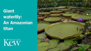 Giant waterlily: An Amazonian titan