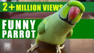 Funny Parrot Talking and Dancing | Funny Pet video | Cute Animals