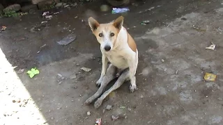 Dog paralysed from car accident walks again.