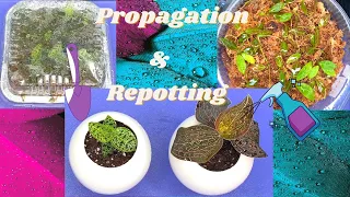 Jewel Orchid Repotting and Propagation Update