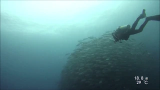 Diving Cocos Island