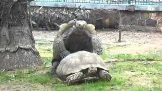 Turtles Mating "Love in the Air"