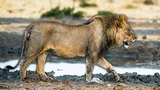 Predator Survival In Botswana's Burning Heat | Botswana's Wild Kingdom | Real Wild