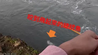 溪流裡的高級魚！兇猛的總統魚！一咬就飛起來！（波爸/路亞/釣魚/小蜜蜂/霓虹)