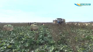 Коллективная битва за урожай