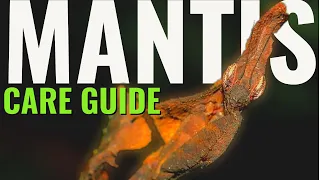 Ghost Mantis Care Guide