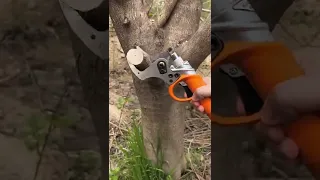 Cortar ramas de árbol fácilmente