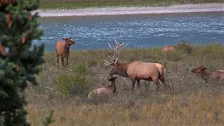 Magnificent Elk Bull Forming and Tending to His Harem During the Elk Rut