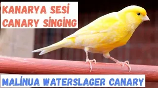 Malinua Canary Singing - Most Spectacular FHD Video Training