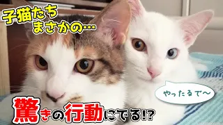 子猫たちが先輩猫に対して驚きの行動を起こす│ミルクが恋しくて赤ちゃん返り？