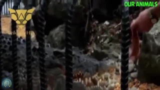 Top 10 Crocodile Attacks on Humans Compilation 2016!(TOP 10 Collection)