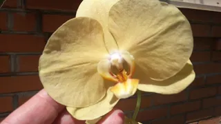 Моя орхидея фаленопсис "Golden river" (Золотая река) или "Африканский закат". 😍💛🧡💚💖