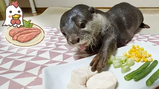 New recipe for otter Bingo&Belle : chicken fillet roll